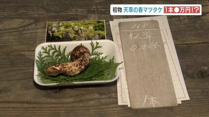 高橋英樹さんが今年も競り落とす 春マツタケにまさかのキロ120万円