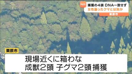 捕獲のクマ4頭DNA一致せず 死亡した女性襲ったクマとは別の個体か