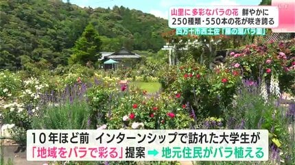 山里に多彩なバラの花 賑やかに250種類・550本の花が咲き誇る 四万十市
