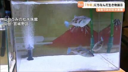 仙台うみの杜水族館で2026年の干支にちなんだ特別展示中「ウマヅラハギ