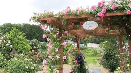 花弁も香りも楽しんで」“甲本バラ園”でバラが見ごろに 趣味で約340種類