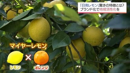 現物①【自然栽培　宮崎日南レモン】マイヤー6.2kg　免疫力UP＆癌予防に！ 皮の苦味少なくジューシー 「食べられるレモン」日南レモンに熱い視線