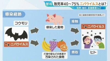 致死率40～75％「ニパウイルス」インドでヒト感染確認 日本での流行の