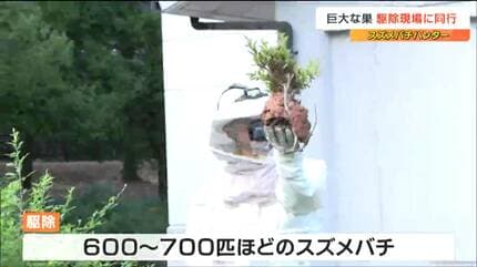 びっくりするくらい大きくなる巣が出ている」スズメバチハンターが直径 
