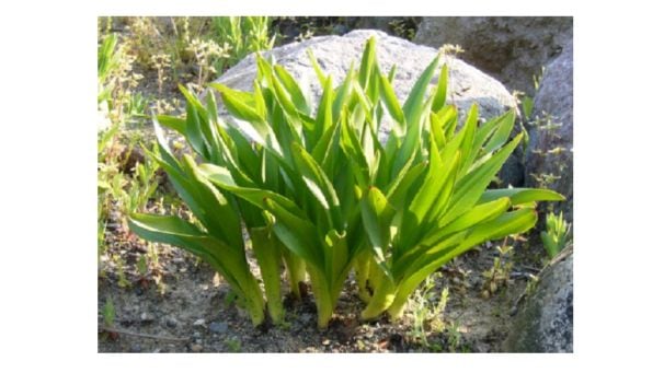 有毒植物「イヌサフラン」を「ギョウジャニンニク」と間違えて食べたか　80代男性が自宅で死亡　自宅庭の植物からは有毒成分「コルヒチン」検出|TBS NEWS DIG