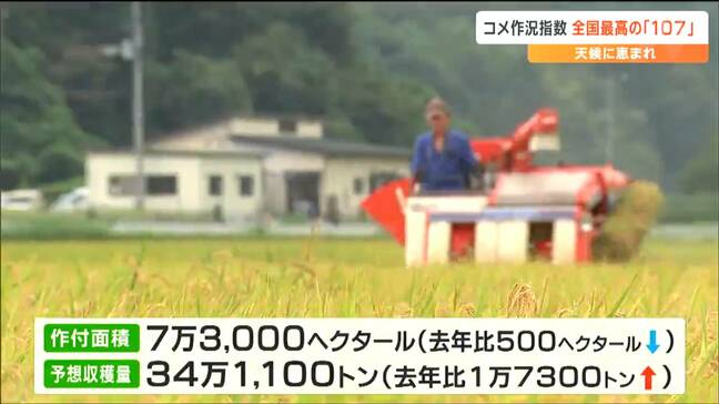 宮城県のコメの作況指数は全国で最高「107」予想収穫量は去年より1万7300トン増え「34万1100トン」の見込み|TBS NEWS DIG