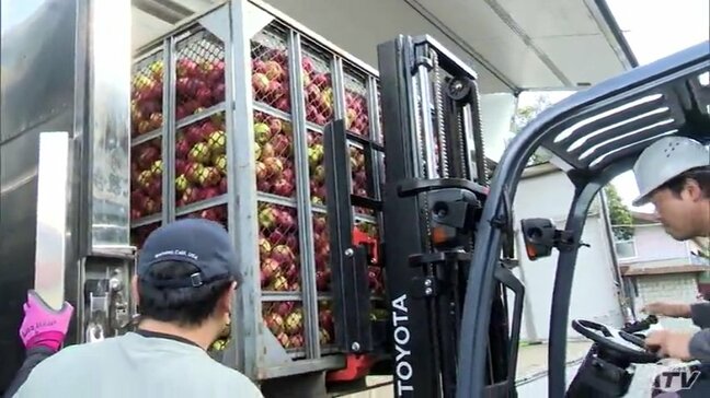 ワイン用のリンゴ「紅玉」を出荷 約8トンを2台のトラックに積み込み 4種類の「ワイン」と2種類の「スパークリングワイン」の原料に 青森県むつ市|TBS NEWS DIG