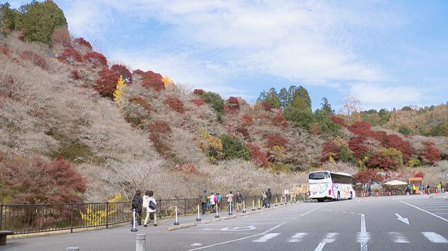 ｢紅葉｣と｢四季桜｣が同時に見頃  山肌は淡いピンク×赤のコラボレーション 土砂災害を乗り越えた名所 愛知･豊田市【映像企画】|TBS NEWS DIG