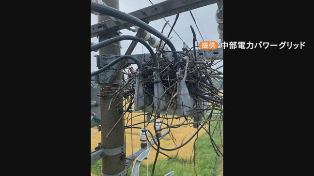 「慣習で是正できず」電柱のカラスの巣の撤去作業で中部電力パワーグリッドが“不適切処理” 無許可でヒナ431羽を捕獲し処分 三重|TBS NEWS DIG