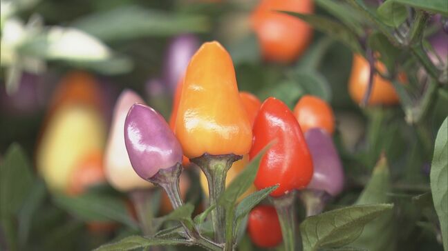 観賞用トウガラシの出荷最盛期 緑や紫 オレンジや赤…天候に恵まれ実の色づき良く上々の出来 三重・紀北町|TBS NEWS DIG