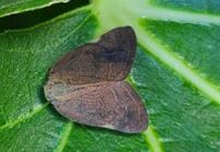 県内初の確認　りんご、なし、ももなど果樹の大敵「チュウゴクアミガサハゴロモ」短期間に生息域拡大のおそれ　対象の農薬なく来春まで園地の点検と適切な処置呼びかけ　長野|TBS NEWS DIG