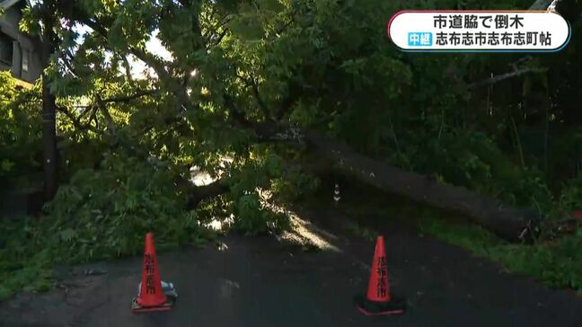 台風6号の爪痕　鹿児島県志布志市から中継　市道脇で高さ10ｍの樹木が倒れる|TBS NEWS DIG