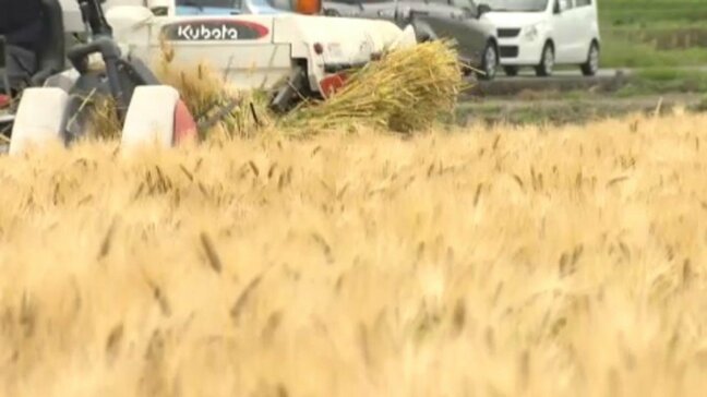 味噌や焼酎の原料・はだか麦の収穫が本格化 コメ価格高騰による“麦飯需要”で購入希望者が増加 愛媛・松山市|TBS NEWS DIG