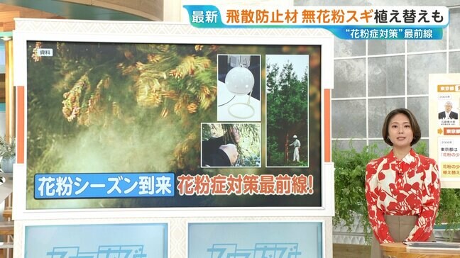 東京都「無花粉スギ」で花粉ゼロに？2030年には年間10万本の苗木の生産へ【ひるおび】|TBS NEWS DIG