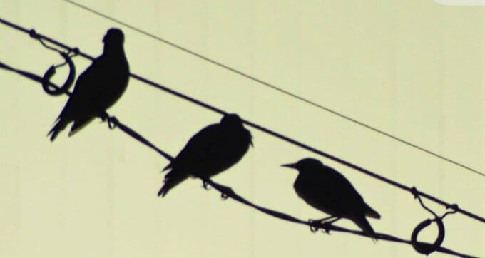 むかし“益鳥”、いま“害鳥”　駅前の空を埋め尽くすムクドリを徹底追跡！昼間は意外な場所に！？　|　名古屋・愛知・岐阜・三重のニュース【CBC news】 | CBC web