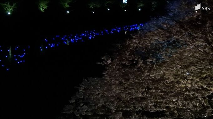 「桜と水色でめっちゃきれい」河津桜のライトアップと川を流れるLED電球のコラボレーションイベント「夜桜☆流れ星」が10年ぶりに復活＝静岡・南伊豆町|TBS NEWS DIG