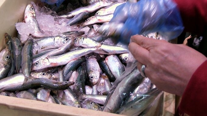108円でイワシ詰め放題！？魚が激安すぎる「生鮮食品市場 アロス」の秘密とは？大安売り「爆裂祭」に密着|TBS NEWS DIG