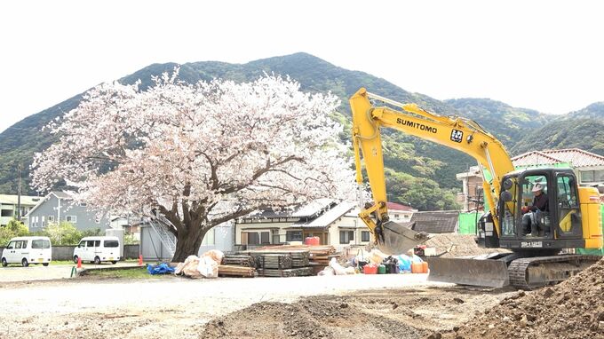 「伐採せざるを得ない」町民が保護求め署名提出した樹齢約70年のソメイヨシノ　町が回答伝える＝静岡・河津町　|　静岡のニュース | SBSNEWS | 静岡放送