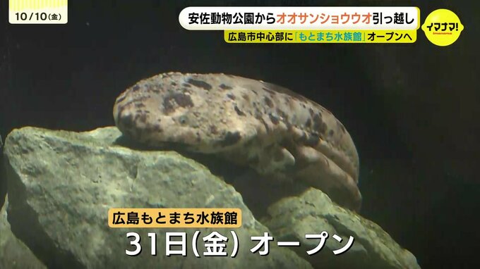 “まちなか水族館”のシンボルなるか？　オオサンショウウオが安佐動物公園から無事搬入｢市内に希少な生き物がいることを発信｣　今月31日（金）オープン　|　RCC NEWS | 広島ニュース | RCC中国放送