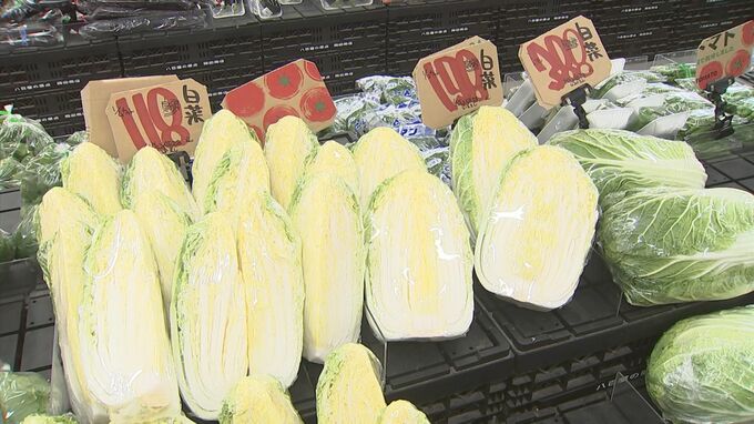 例年より高値傾向だったハクサイなどの価格落ち着く…高い時期と比べて半額近くに　|　BSSニュース | BSS山陰放送