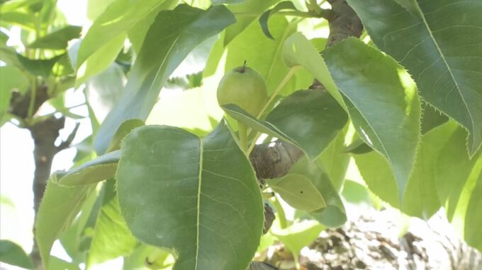 背伸びをするように手を伸ばし…二十世紀世紀梨の百年樹に袋掛け　鳥取・湯梨浜町　|　BSSニュース | BSS山陰放送