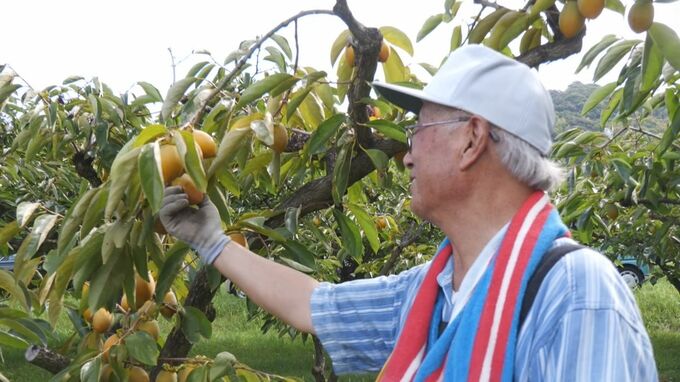 濃厚な甘さと歯ごたえが特徴　「筆柿」の出荷が愛知・幸田町で始まる　　|　名古屋・愛知・岐阜・三重のニュース【CBC news】 | CBC web