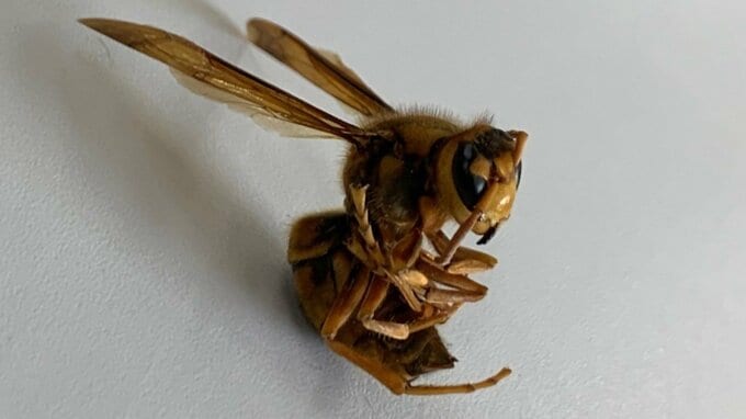 スズメバチの群れに襲われ高校生22人が刺される　“まさに今”最も攻撃的な時期…刺されたときの対処法は|TBS NEWS DIG