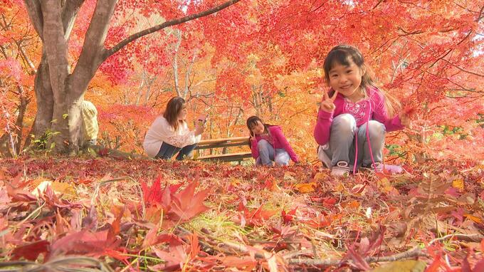 「不習岳」の『もみじ園』錦秋に染まる　約300本の「ヤマモミジ」と「イロハモミジ」が織りなす繊細な美しさ　地面には“真っ赤な絨毯”　青森県八戸市南郷【カメラマンが見るレンズの先の世界】|TBS NEWS DIG