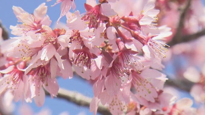 「やっぱり良いものですね、癒やされます」　川沿い1.2キロで咲き誇るオカメザクラ　例年より1週間ほど早く満開　山梨　|　山梨のニュース | ＵＴＹテレビ山梨