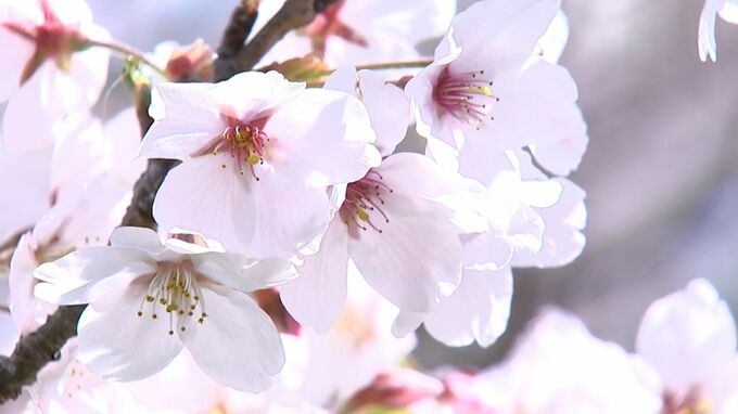 約2万人が花見に訪れる人気のスポット　三豊市の紫雲出山のサクラ　ほぼ満開【香川】|TBS NEWS DIG