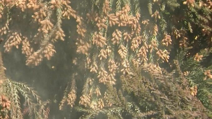 今年は去年の8倍もの量が飛ぶ予想… 花粉99％をシャットアウトする“鼻に入れるマスク”って⁉ まもなく花粉シーズン到来　|　愛媛のニュース - Nスタえひめ｜あいテレビは6チャンネル