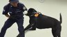 ベテラン麻薬探知犬が「ヤク」に反応　そのとき、摘発未経験の監視官は…「自信もって通報した」 大麻密輸防ぐお手柄　|　沖縄のニュース｜RBC 琉球放送
