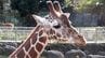 「子供が誕生してくれればうれしい」茨城県から“お嫁入り”の雌キリン「クルミ」一般公開始まる=静岡・伊豆アニマルキングダム　|　静岡のニュース | SBSNEWS | 静岡放送