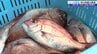 旬の魚が激減でタイなどが記録的な豊漁　三陸の海に起きている異変とは？　|　IBC NEWS | IBC岩手放送