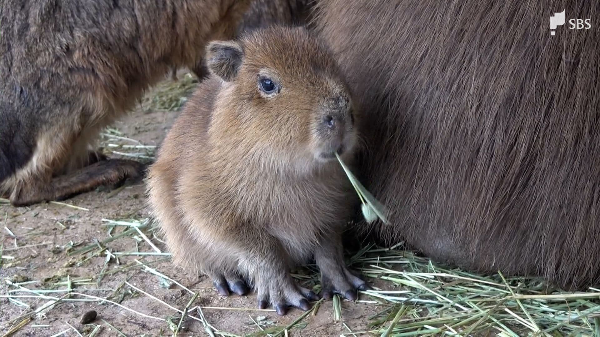 カピバラの赤ちゃん生まれる 触れ合いも…愛らしい2匹の姿に来園者