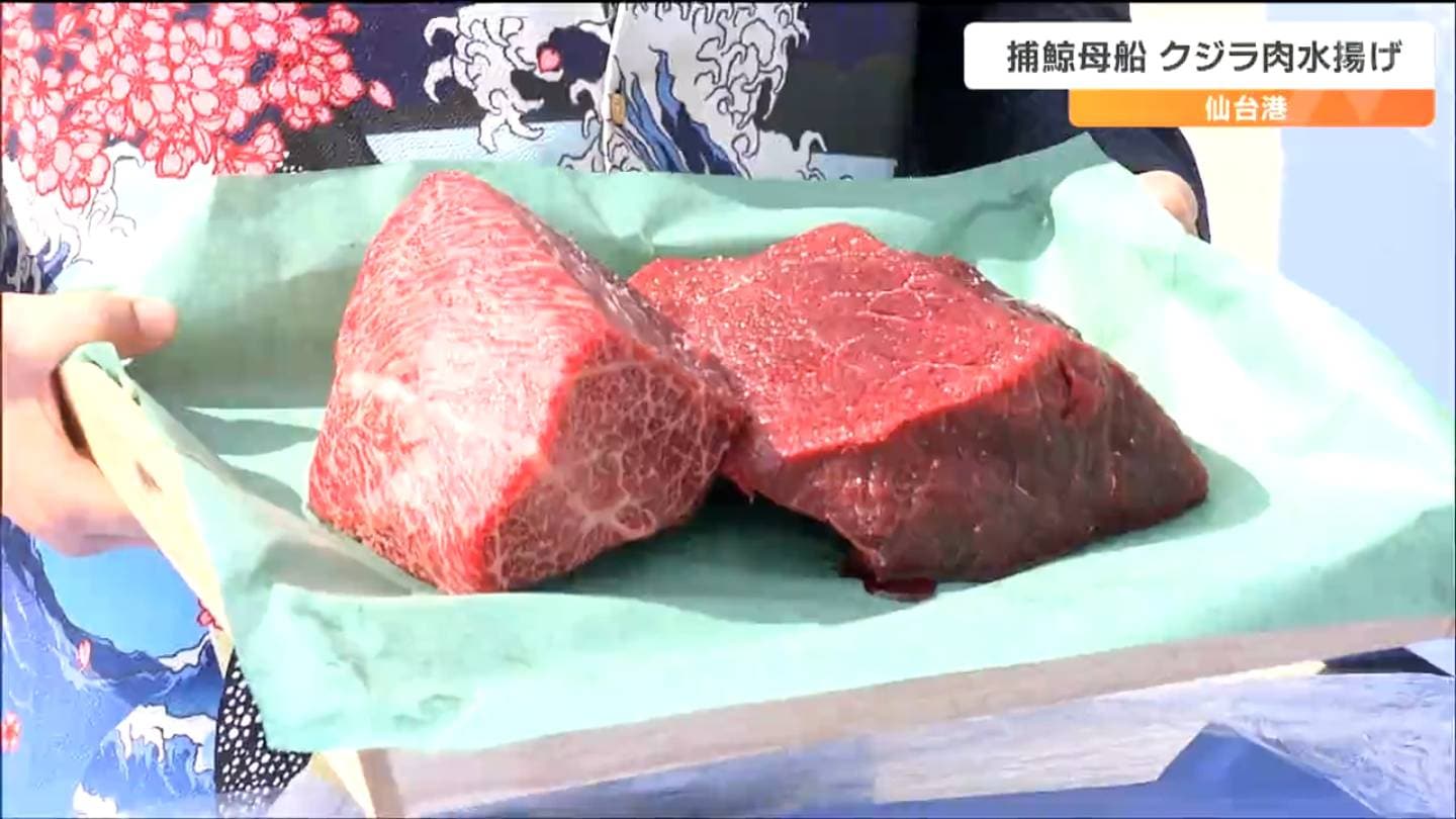 1971年捕獲希少南氷洋ミンククジラのヒゲ 【公式通販】