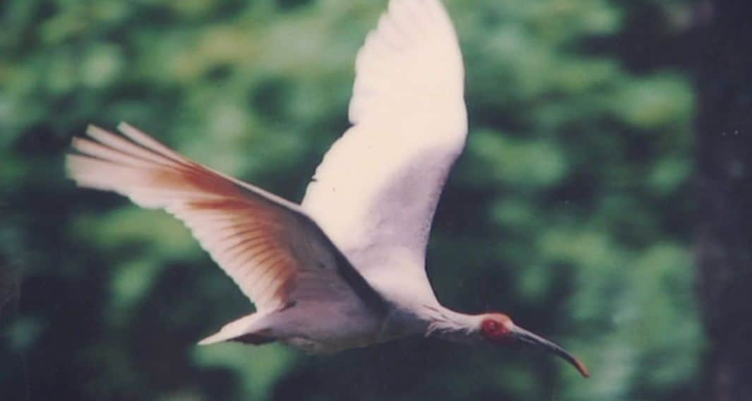 国天然記念物「トキ」2026年6月、石川・羽咋市で放鳥へ 地域一体で