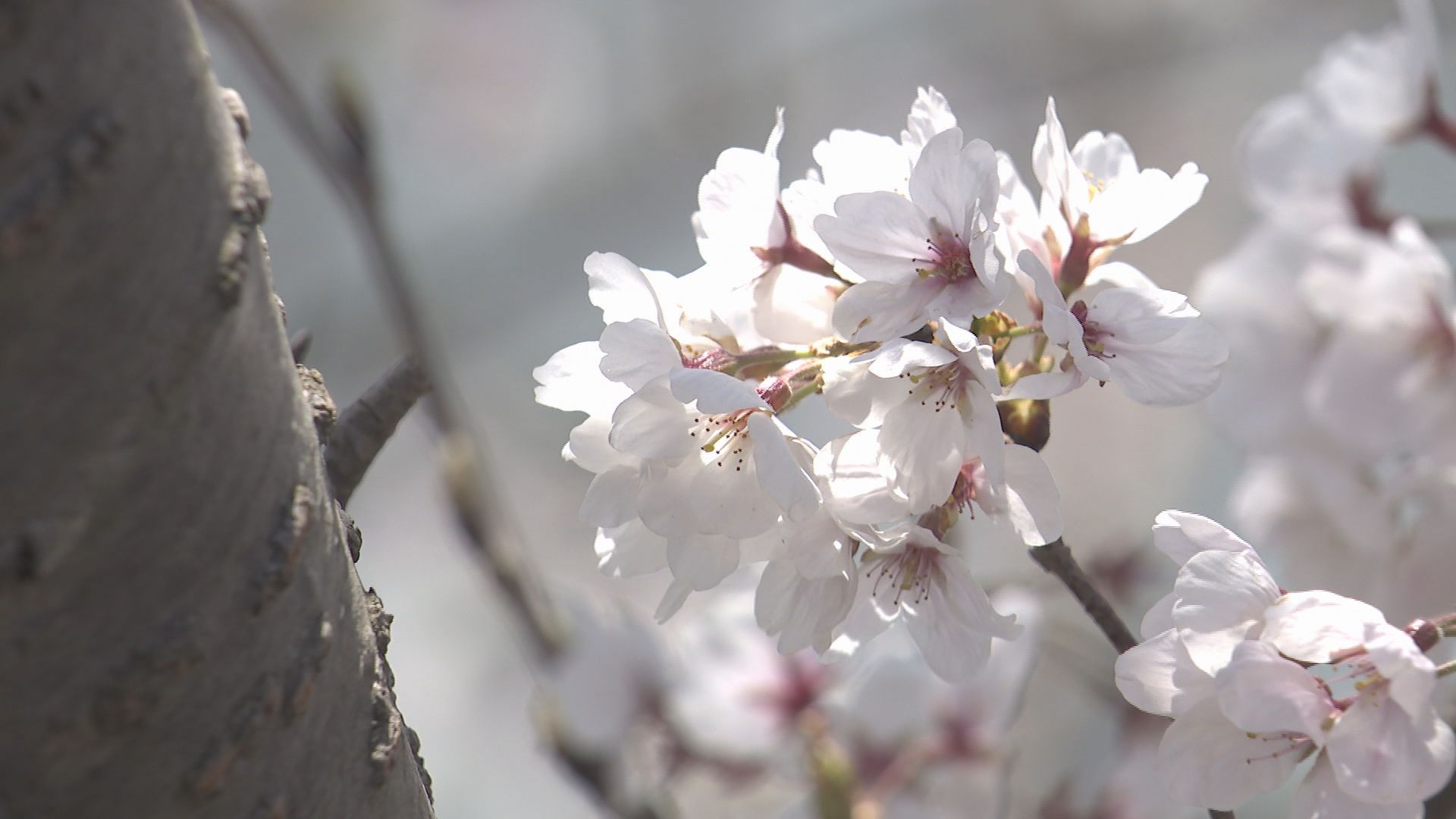 まちを象徴する景色”桜並木「未来に残したい」地域の思いと支える企業