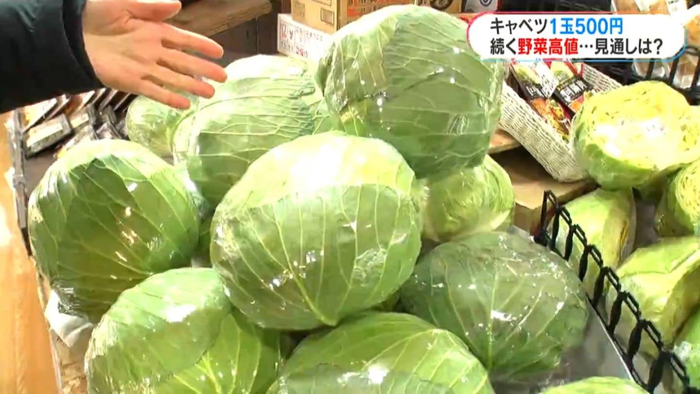 キャベツ1玉480円「2月後半は価格安定か」白菜も例年にない高値…今後