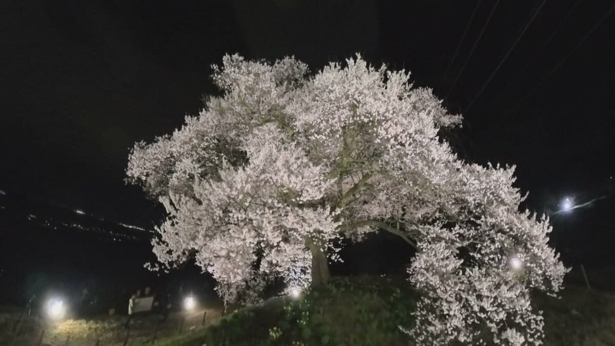 月夜桜 月夜桜 | GANREF