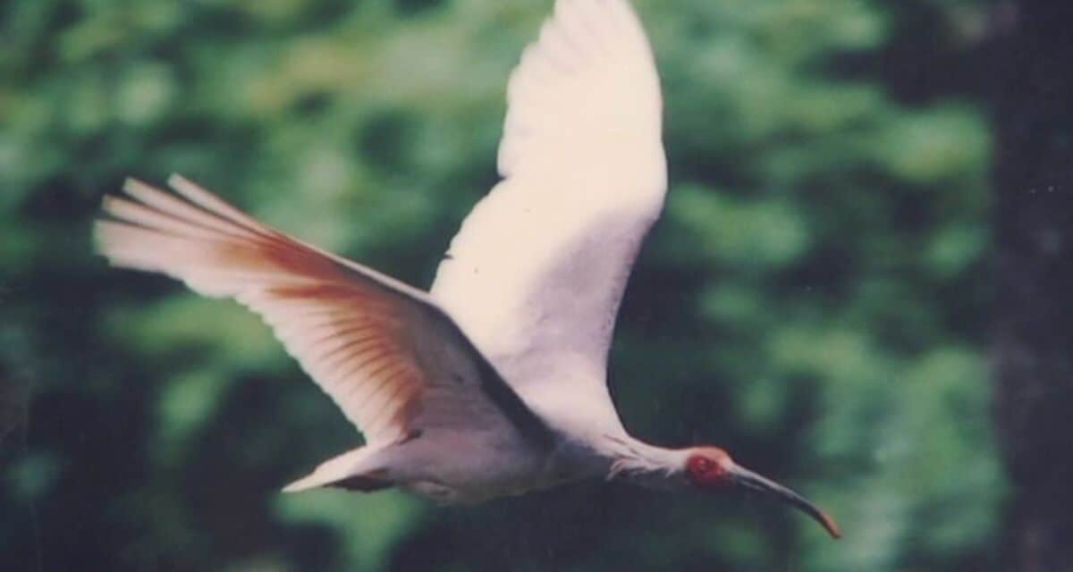 国天然記念物「トキ」2026年6月、石川・羽咋市で放鳥へ 地域一体で