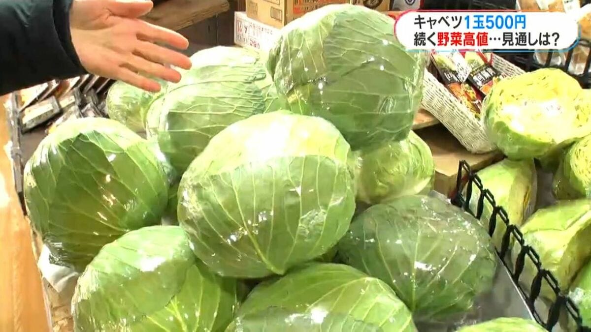 キャベツ1玉480円「2月後半は価格安定か」白菜も例年にない高値…今後