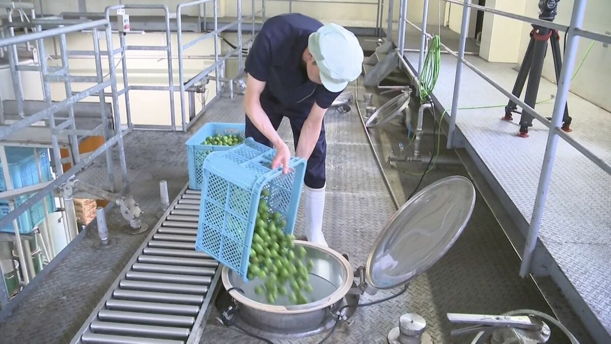 九州有数の梅の産地　梅酒の仕込み始まる　大分・日田市