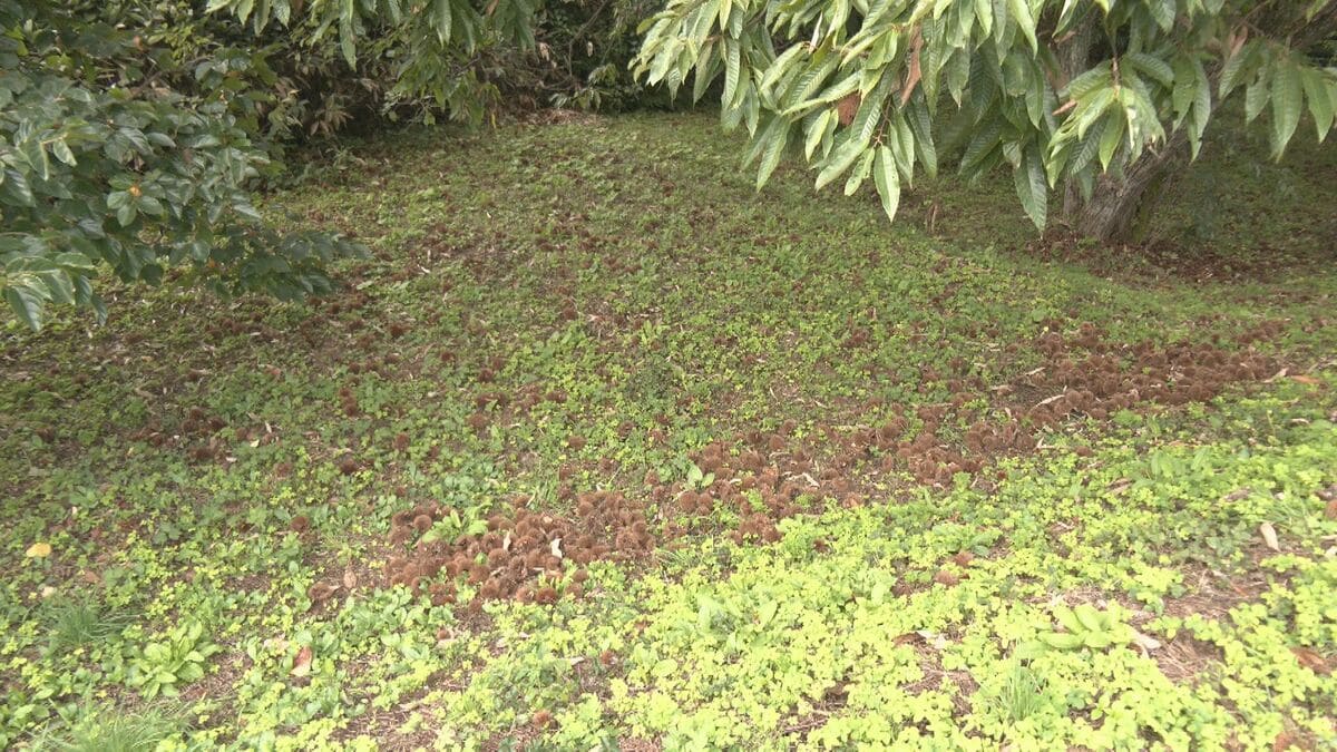 栗拾いの男性がクマに襲われ大ケガ  現場に設置した“おり”で2頭のクマ捕獲  県内の人身被害は今年度4件目  岐阜･高山市