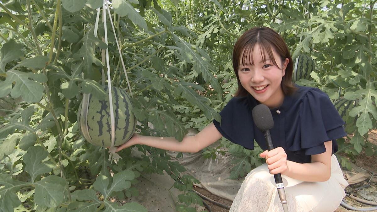 ゆりかごで眠るように…全国的にも激レアな“空中”で育つ満月スイカ「ルナピエナ」収穫＆出荷スタート！１本の苗にわずか１玉【高知】