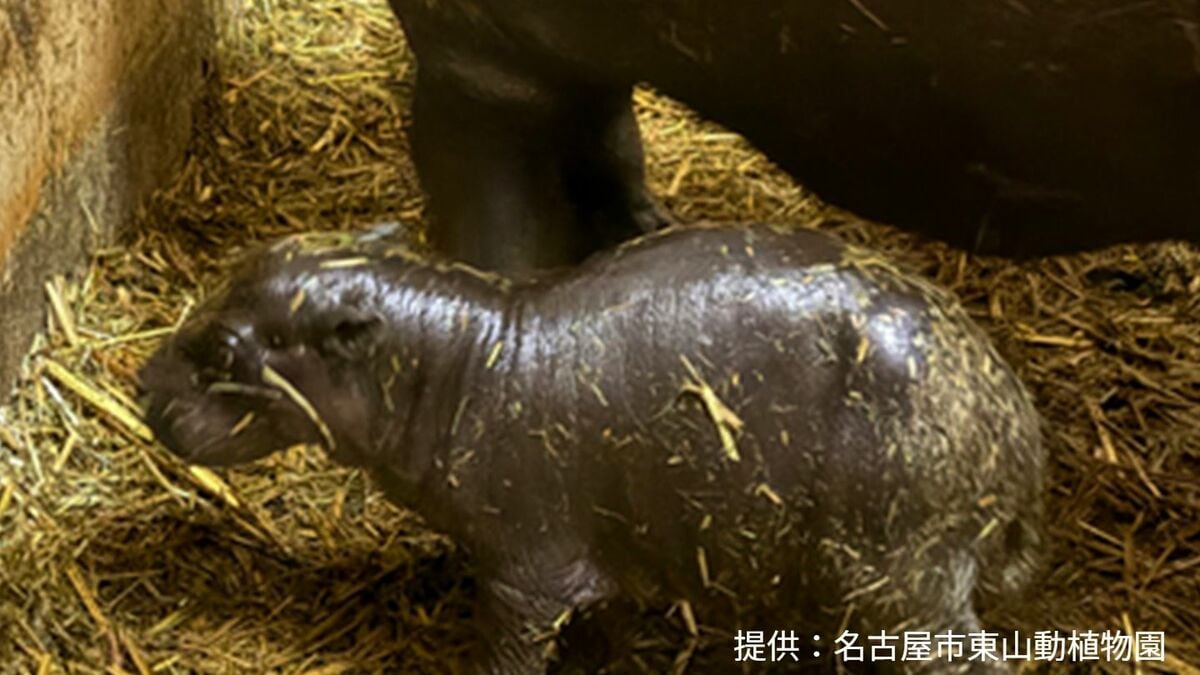 世界四大珍獣の｢コビトカバ｣ 東山動植物園で赤ちゃん産まれる 元気に動き回る様子も… 去年生育に成功した上野動物園から情報収集｢にかく無事に育って｣ 名古屋