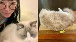 【ねこ】遠野なぎこさん「ただいま、ケンカ中」愛猫・愁くんの噛み癖に怒って大反省「仲直りしよう」|TBS NEWS DIG