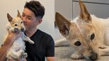 【照英】「愛犬テン19歳」穏やかな時間に「のんびりで良いんじゃない」輝く目に「何だか哀愁」|TBS NEWS DIG