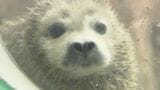 くりくりっ!愛らしい目の甘えん坊…ゴマフアザラシの赤ちゃん誕生 アクアマリンふくしま 福島・いわき市 | 福島のニュース│TUF