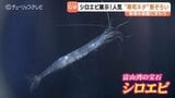 「え、透けてる！」生きた"富山湾の宝石 シロエビ"に驚き GW限定"富山湾の寿司ネタ"3種が勢ぞろい 富山・魚津水族館|TBS NEWS DIG